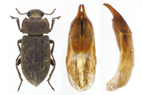 Gonocephalum obscurum