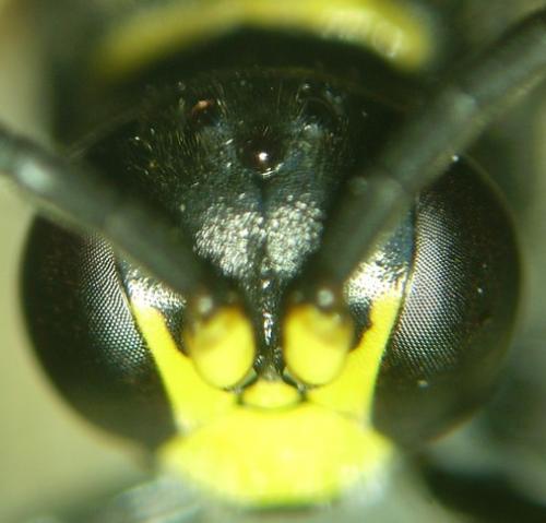 Réf. 85 078 : Gorytes planifrons