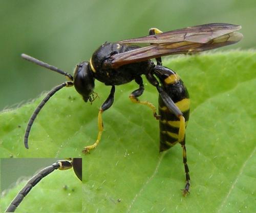 Gorytes planifrons