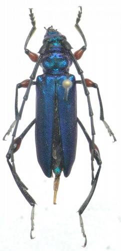 Rhopalizus sp.