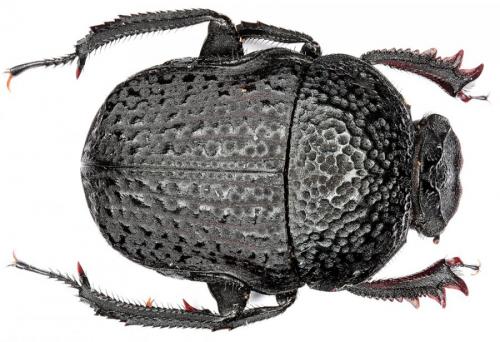 Gymnopleurus flagellatus