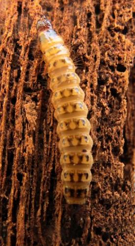 Hypoganus inunctus