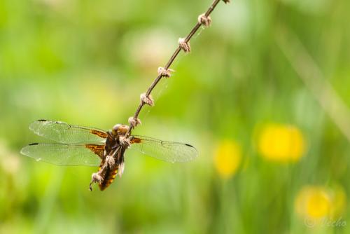 Libellula depressa