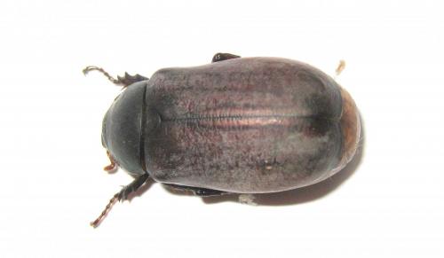 Holotrichia lata