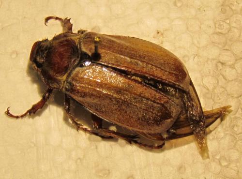 Melolontha hippocastani