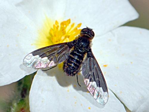 Hemipenthes morio