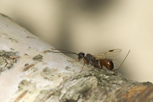 Aulacus striatus