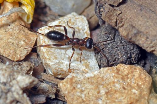 Thaumatogelis sp.