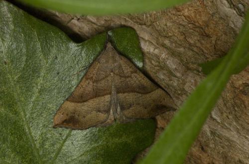 Réf. 85 525 : Hypena proboscidalis