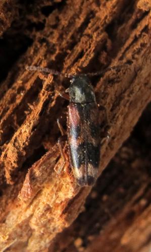 Réf. 85 117 : Hypulus quercinus