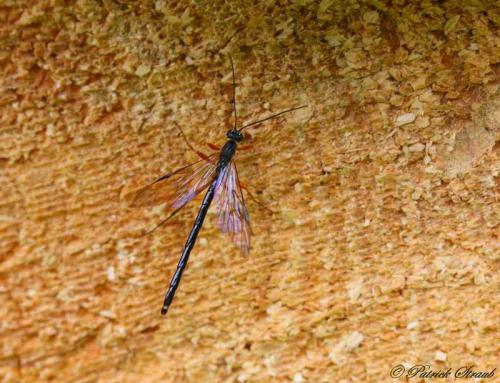 Réf. 85 650 : Rhyssinae inconnu