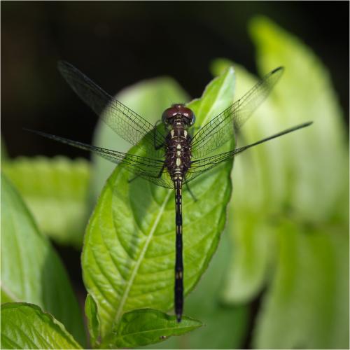 Dythemis sterilis