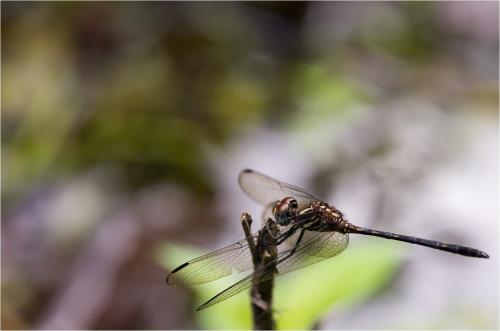 Réf. 85 182 : Dythemis sterilis