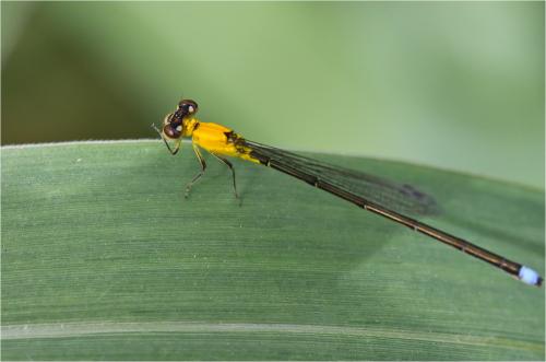 Ischnura capreolus