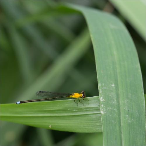 Ischnura capreolus