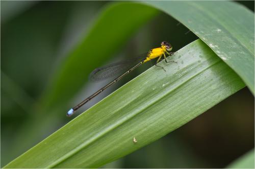 Ischnura capreolus