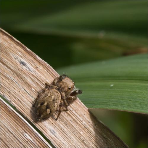 Réf. 85 588 : Habronattus sp.