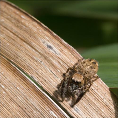 Réf. 85 589 : Habronattus sp.