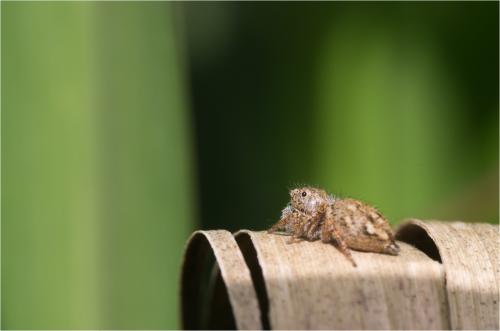 Habronattus sp.