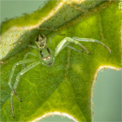 Réf. 85 169 : Mecaphesa asperata