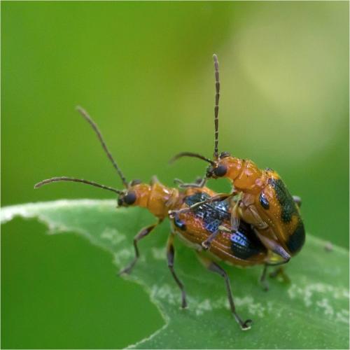 Neolema dorsalis