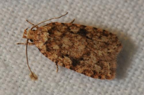 Réf. 85 036 : Agonopterix ferocella