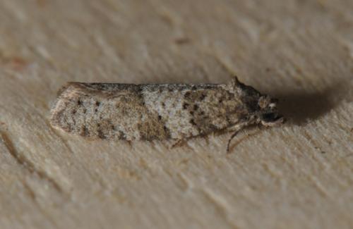 Cnephasia sp.