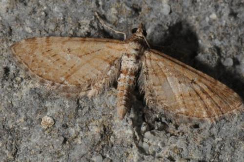 Réf. 85 347 : Eupithecia scopariata