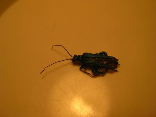 Oedemera nobilis