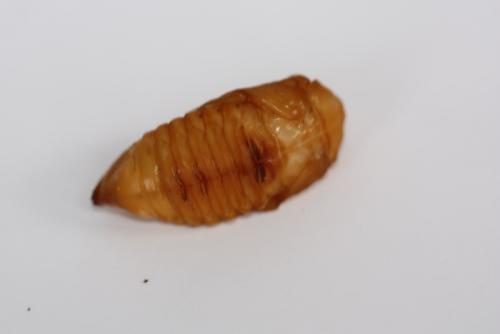 Réf. 85 810 : Gnorimus variabilis