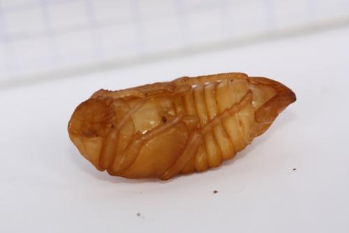 Réf. 85 812 : Gnorimus variabilis