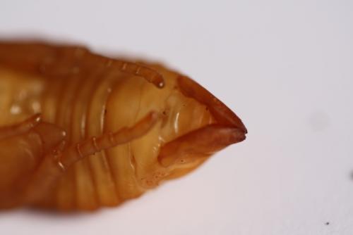 Réf. 85 813 : Gnorimus variabilis