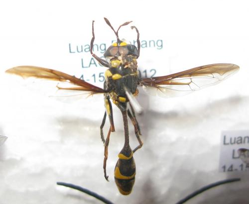 Monoceromyia sp.