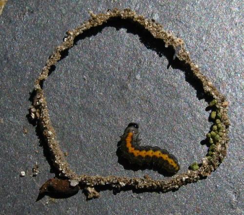 Bryophila domestica