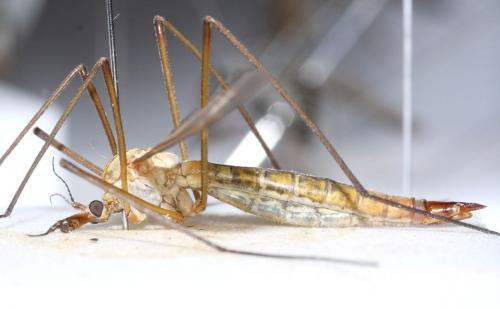 Tipula verrucosa