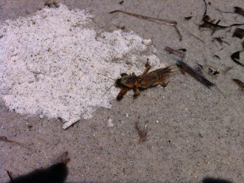 Gryllotalpa sp.