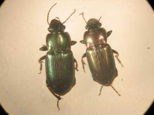 Harpalus distinguendus