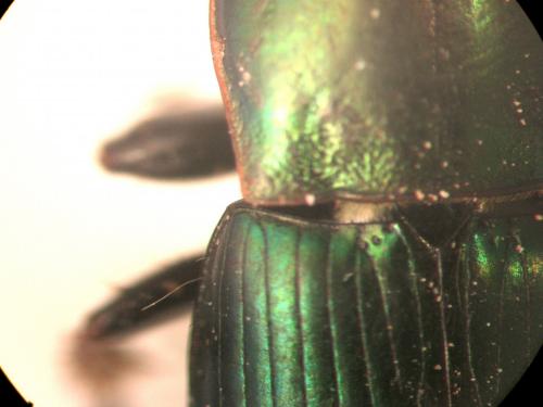 Harpalus distinguendus