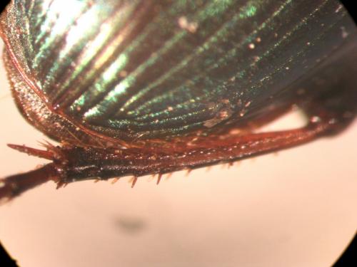 Harpalus distinguendus