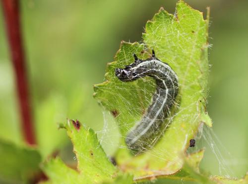 Orthosia cruda