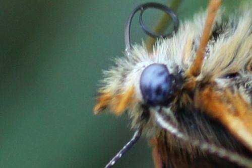 Melitaea parthenoides