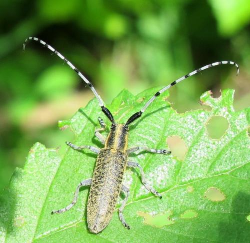 Agapanthia villosoviridescens