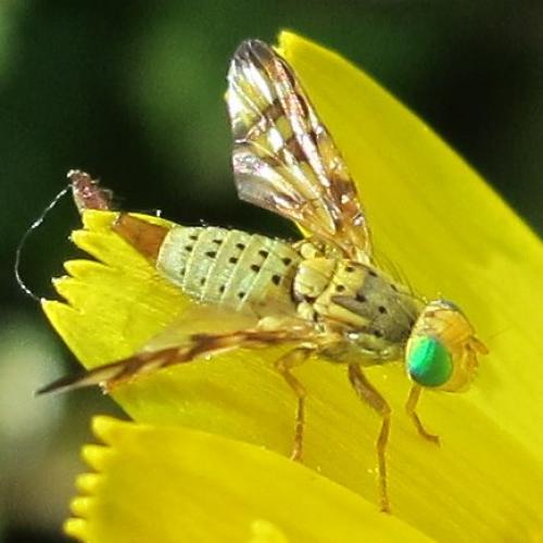 Réf. 85 387 : Orellia falcata