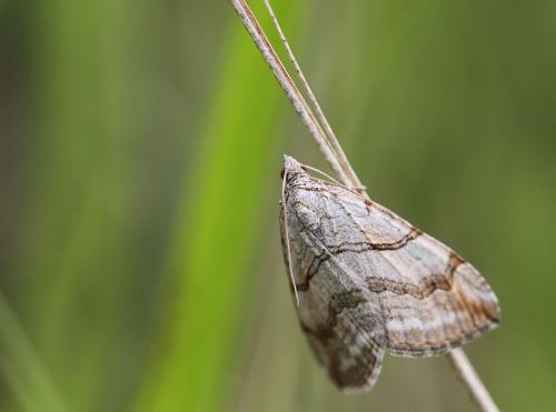 Aplocera sp.