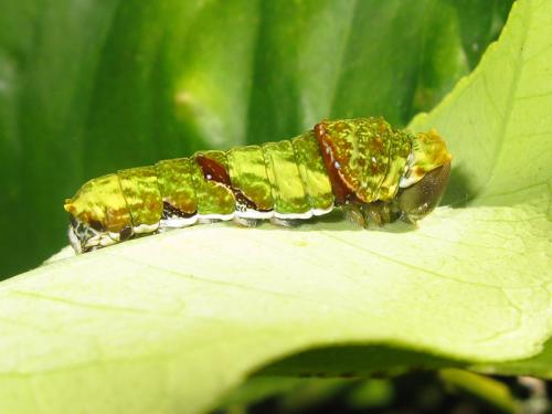 Réf. 85 022 : Papilio amynthor