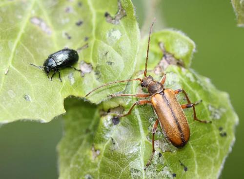 Réf. 85 381 : Cortodera humeralis