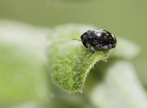 Orchestes hortorum