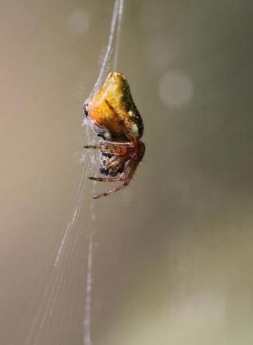 Réf. 85 326 : Cyclosa conica