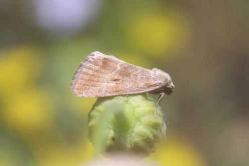 Phyllophila obliterata