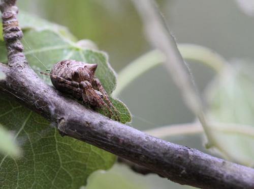 Réf. 85 386 : Gibbaranea bituberculata